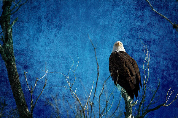 Bald Eagle Art Print featuring the photograph Bald Eagle Blues Into The Night by James BO Insogna