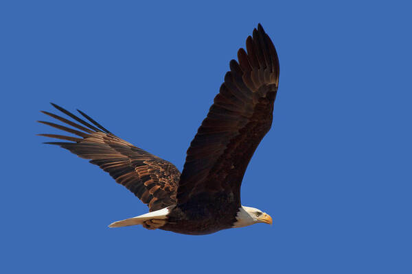Bald Eagle Art Print featuring the photograph Bald Eagle Fly By by Beth Sargent