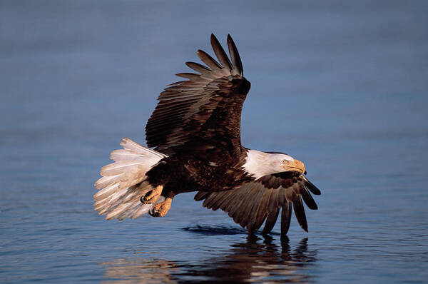 00343823 Art Print featuring the photograph Bald Eagle Flying Kenai Peninsula by 
