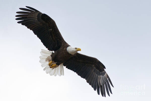 Bald Art Print featuring the photograph Bald Eagle in Flight by Jane Axman