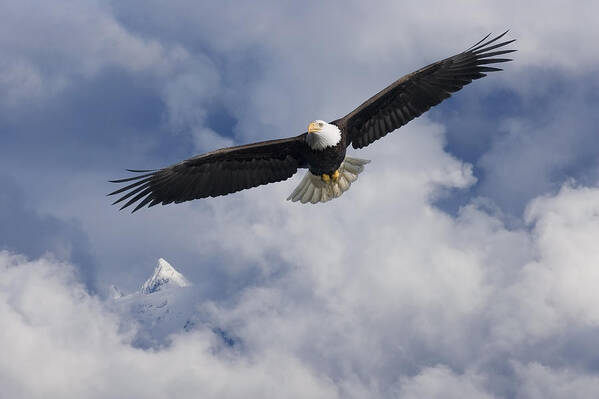 Day Art Print featuring the photograph Bald Eagle In Flight Tongass National by John Hyde