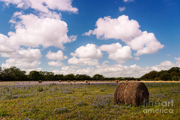 Texas Hill Country Art Print featuring the photograph Bales of Hale - Quintessential Texas Hill Country - Luckenback by Silvio Ligutti