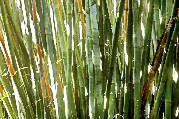 Bamboo Art Print featuring the photograph Bamboo Abstract by Rich Franco