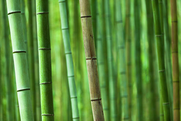 Tropical Rainforest Art Print featuring the photograph Bamboo Grove by 35007