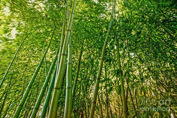 Bamboo Art Print featuring the digital art Bamboo by Nur Roy
