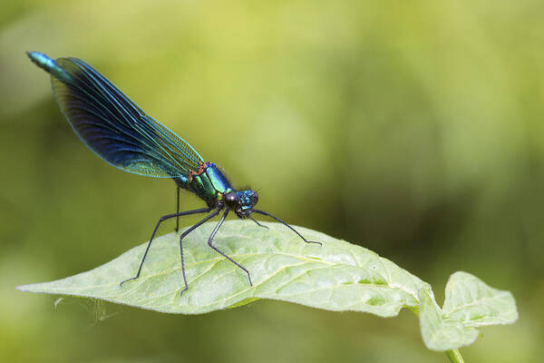 Banded Demoiselle Art Print featuring the photograph Banded demoiselle by Chris Smith