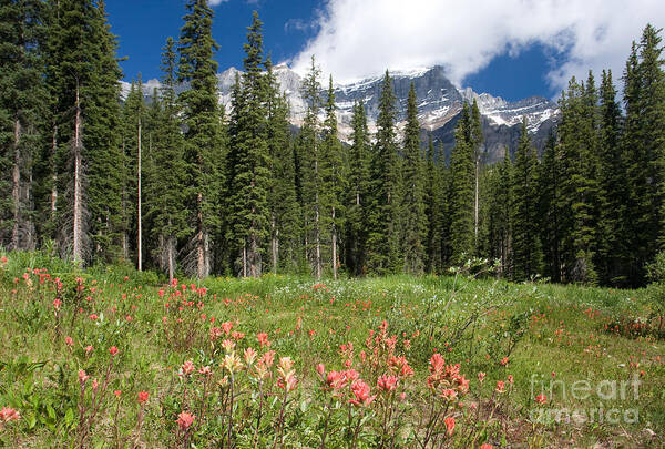 Indian Paintbrush Art Print featuring the photograph Banff Wildflowers by Chris Scroggins