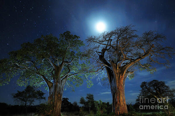 Baobab Art Print featuring the photograph Moonlit Baobab Trees at Night in Tanzania's Tarangire National Park by Tom Schwabel