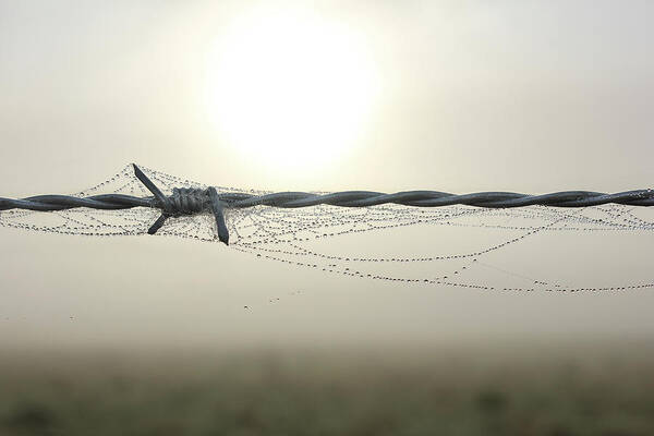 Wire Art Print featuring the photograph Barb Wire With Web And Dew by Aaron Foster