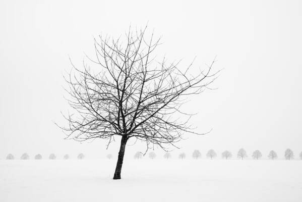 Tree Art Print featuring the photograph Bare tree in winter - wonderful black and white snow scenery by Matthias Hauser