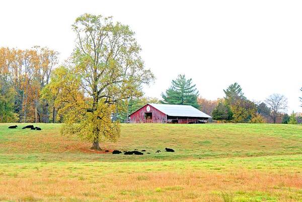 Barn Art Print featuring the photograph Barn in Early Fall by Bill TALICH