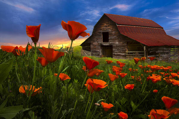 American Art Print featuring the photograph Barn in Poppies by Debra and Dave Vanderlaan