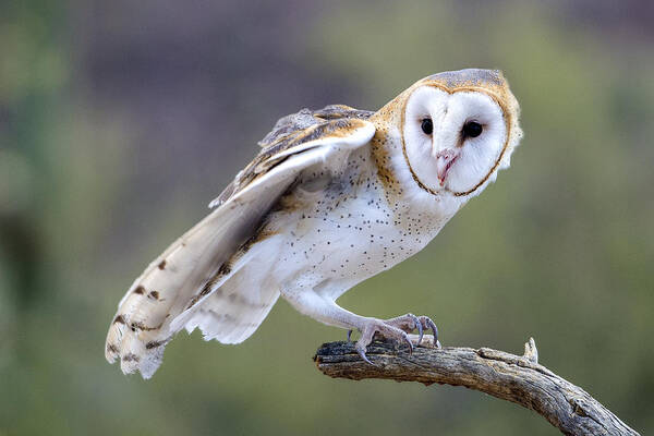 Nature Art Print featuring the photograph Barn Owl by Mark Newman