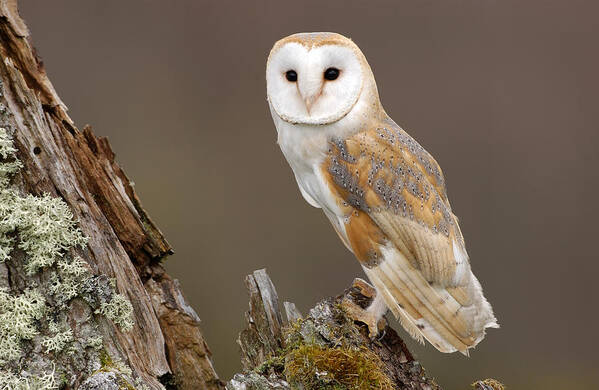 Flpa Art Print featuring the photograph Barn Owl On Mossy Stump Scotland by Malcolm Schuyl