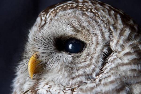 Owl Art Print featuring the photograph Barred by Nathan Larson