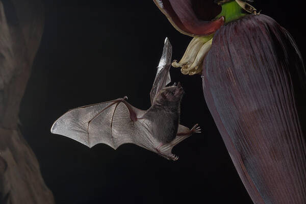 Bat Art Print featuring the photograph Bat and flower by Chris Jimenez