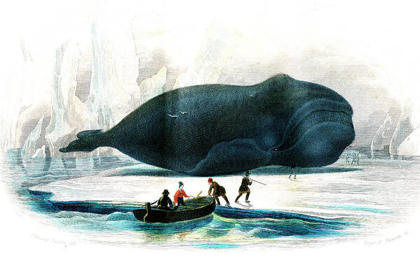 Beached Bowhead Whale Art Print featuring the photograph Beached Bowhead Whale by Collection Abecasis/science Photo Library