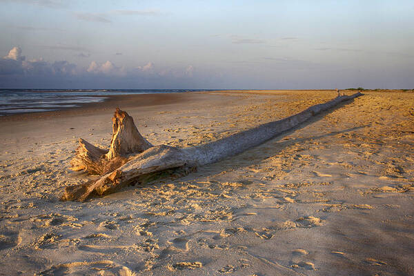 Ocean Art Print featuring the photograph Beached Tree Dawn by Alan Raasch