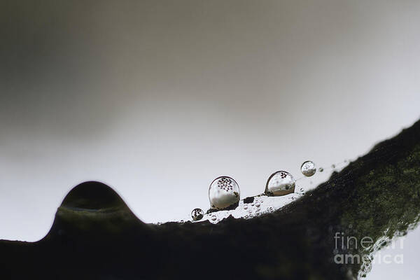 Bead Of Rain Art Print featuring the photograph Beads of rain with particles floating by Dan Friend