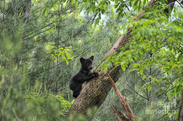 Bear Cub Art Print featuring the photograph Bear cub climbing tree looking out by Dan Friend