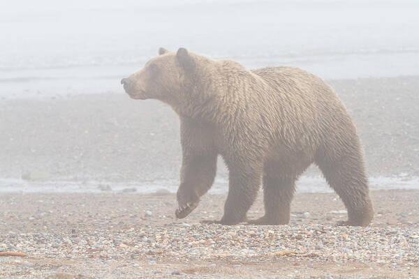 Bear Art Print featuring the photograph Bear in Fog by Chris Scroggins