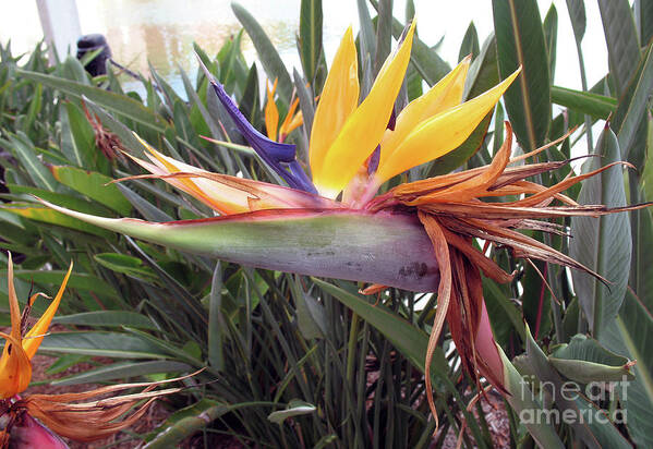 Bird Of Paradise Art Print featuring the photograph Beautiful Bird Of Paradise by Christiane Schulze Art And Photography