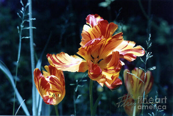 Gorgeous Art Print featuring the photograph Gorgeous Tulip by Phyllis Kaltenbach