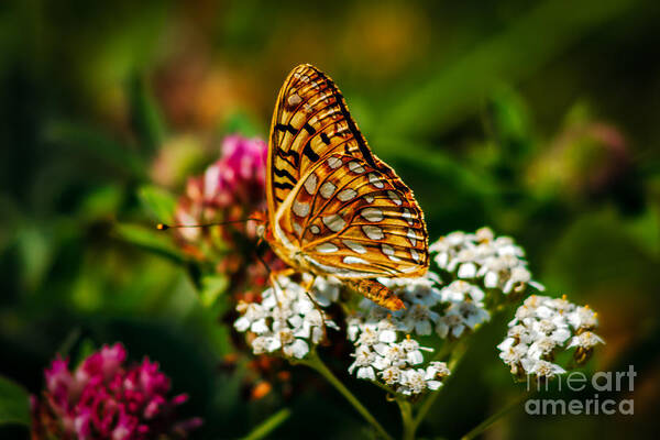 Butterfly Art Print featuring the photograph Beautiful Butterfly by Robert Bales