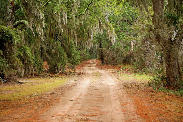 Tranquility Art Print featuring the photograph Beautiful Dirt Road by Daniela Duncan