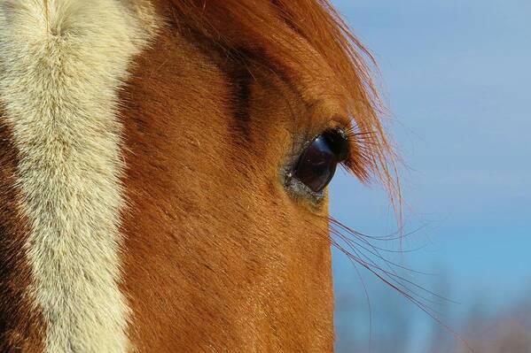 Horse Art Print featuring the photograph Beautiful Izzy by Jeanette Oberholtzer