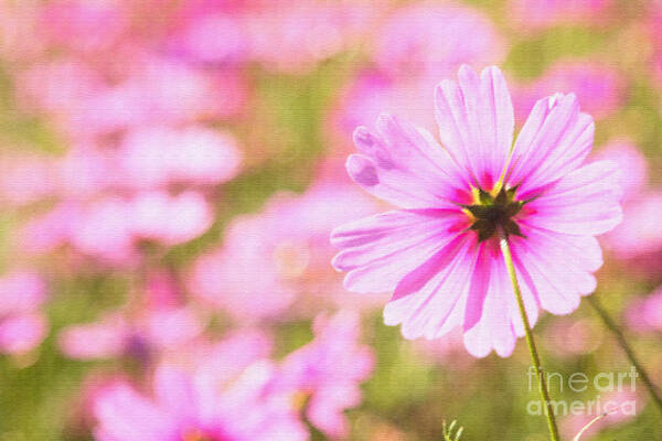 Pink Cosmos Art Print featuring the photograph Beautiful Pink Cosmos Flower by Beverly Claire Kaiya