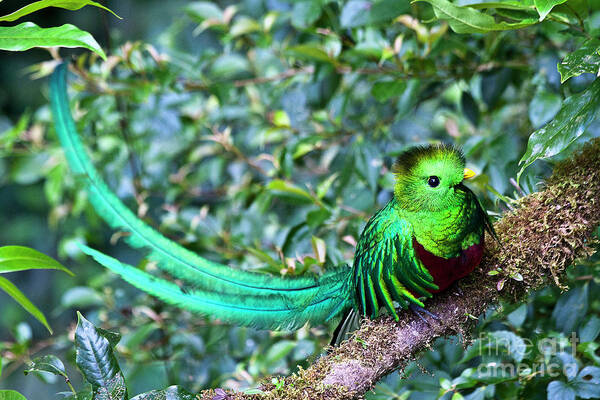 Bird Art Print featuring the photograph Beautiful Quetzal 3 by Heiko Koehrer-Wagner