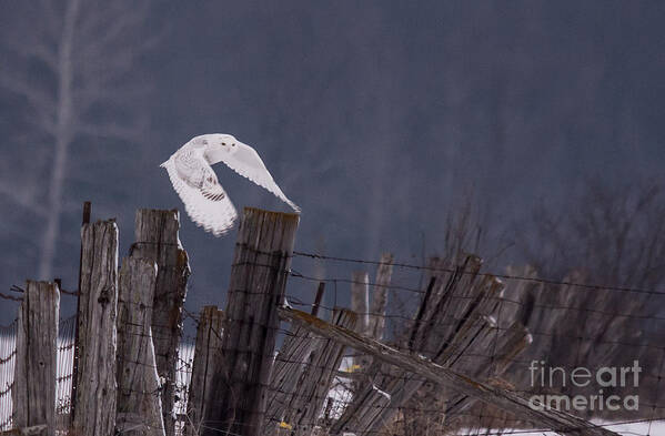 Field Art Print featuring the photograph Beautiful Snowy Owl Flying by Cheryl Baxter