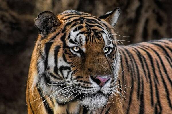Tiger Art Print featuring the photograph Beautiful Tiger Photograph by Tracie Schiebel
