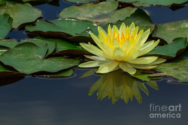 Flower Head Art Print featuring the photograph Beautiful yellow water lily by Tosporn Preede