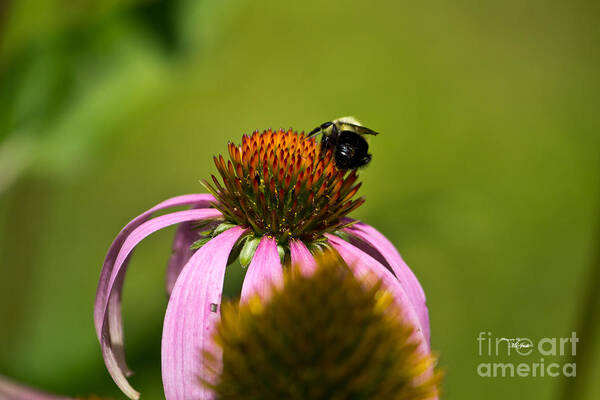 Insect Art Print featuring the photograph Bee and Echinacea Flower by Ms Judi