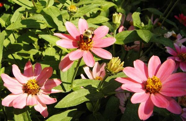 Pink Flower Art Print featuring the photograph Bee at Work by Mary Carol Williams