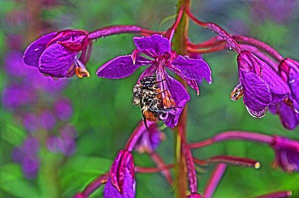 Bee Art Print featuring the photograph Bee in HDR by Cathy Mahnke