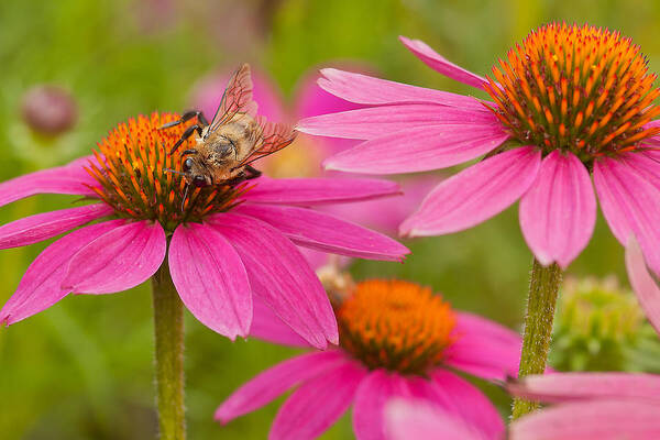 Coneflowers Art Print featuring the photograph Bee on Coneflower by Lindley Johnson
