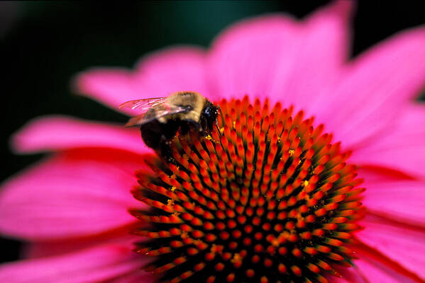 Floral Art Print featuring the photograph Bee on flower by Matt Swinden