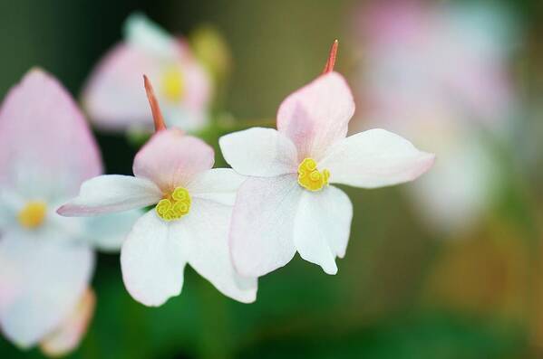 Begonia Scharffii Art Print featuring the photograph Begonia Scharffii by Sam K Tran/science Photo Library