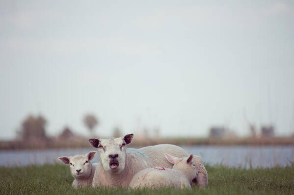 Grass Art Print featuring the photograph Bellowing Sheep by Ineke Kamps