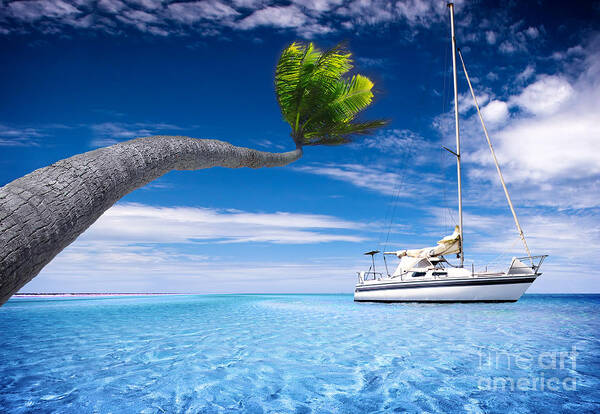 Bending Art Print featuring the photograph Bending Palm Tree by Boon Mee
