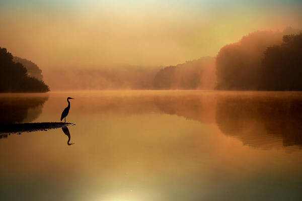 Blue Heron Art Print featuring the photograph Beside Still Waters by Rob Blair