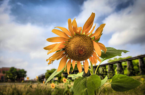 Sunflower Art Print featuring the photograph Better Days by Ray Congrove