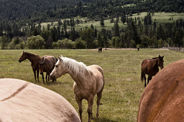 Horse Art Print featuring the photograph Betwixt the Heinies by Monte Arnold