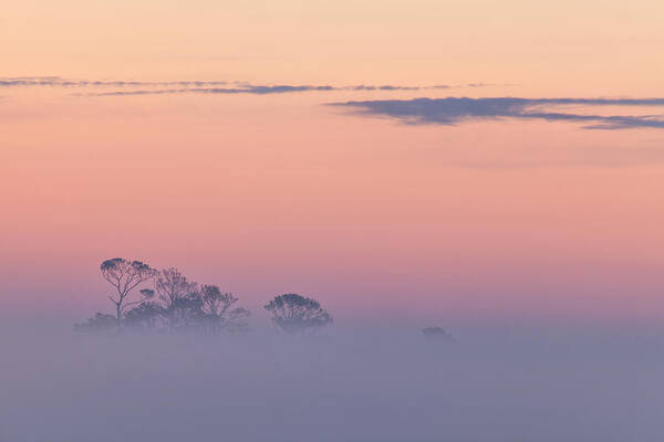 Fog Art Print featuring the photograph Beyond The Fog by Denise Bush