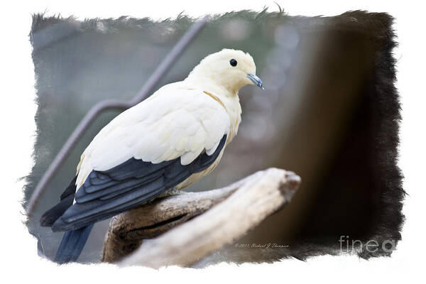 Animal Art Print featuring the photograph Bicolor Pigeon by Richard J Thompson 