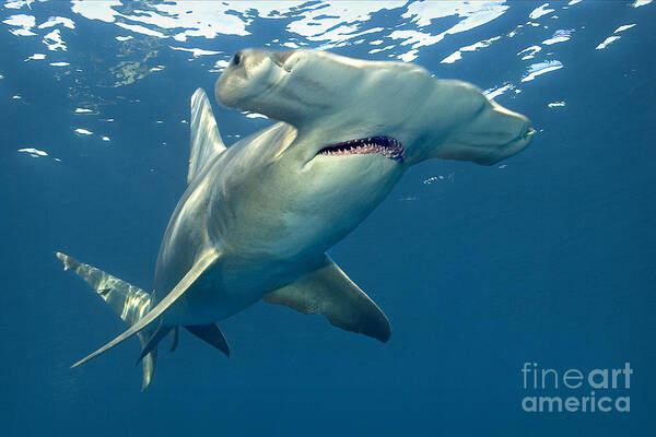 Great Hammerhead Shark Art Print featuring the photograph Big Hammer by Aaron Whittemore