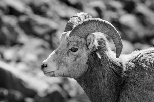 Big Horn Sheep Art Print featuring the photograph Big Horn Sheep Profile by Roxy Hurtubise